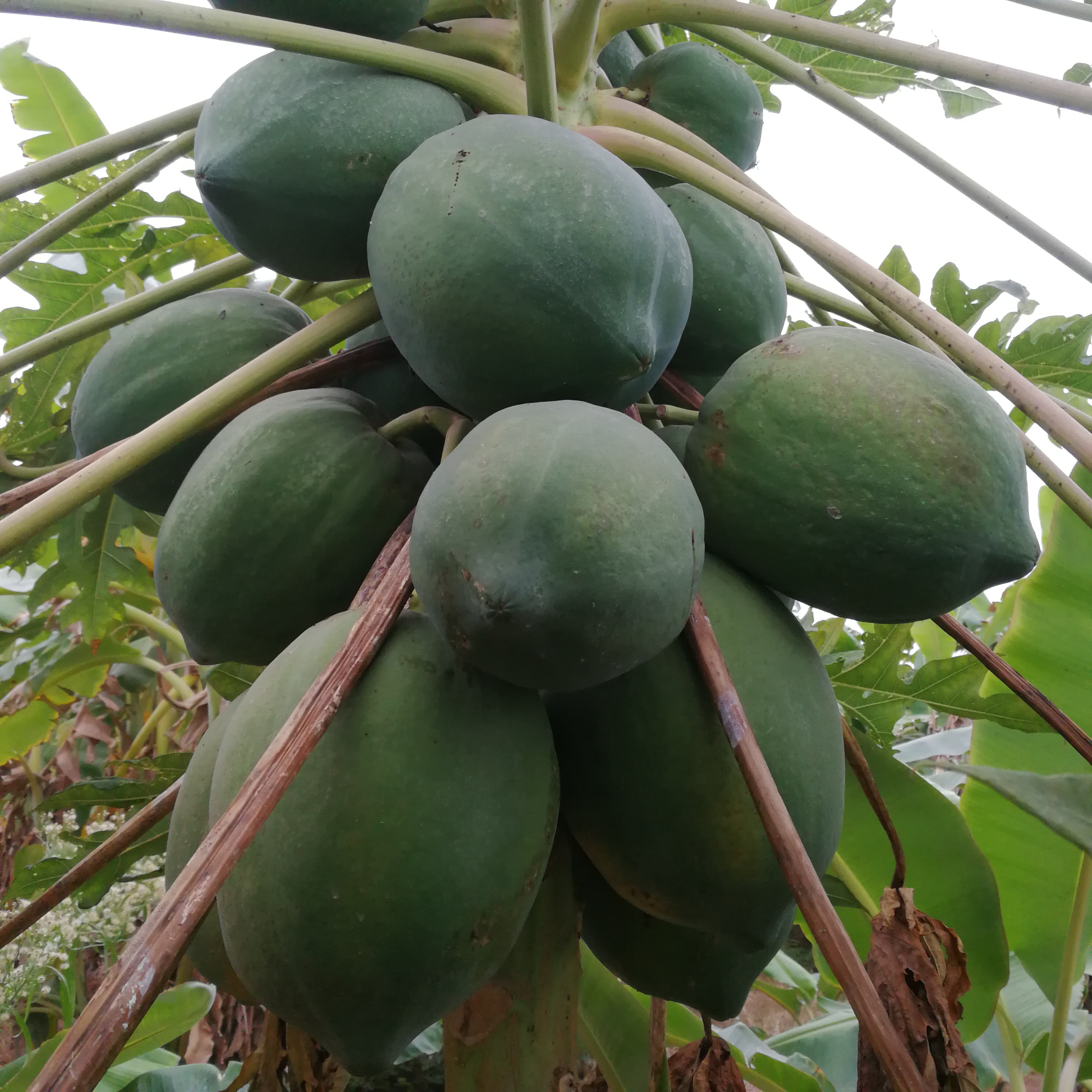 广东优质天然红妃水果木瓜