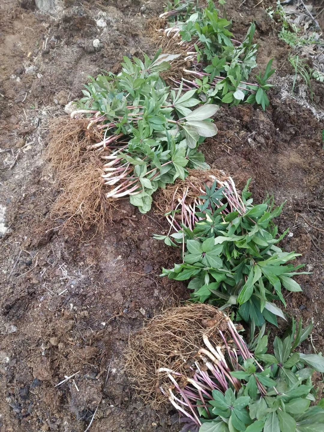 四川中药材粉质重楼苗，七叶一枝花，粉质滇重楼 品种优良