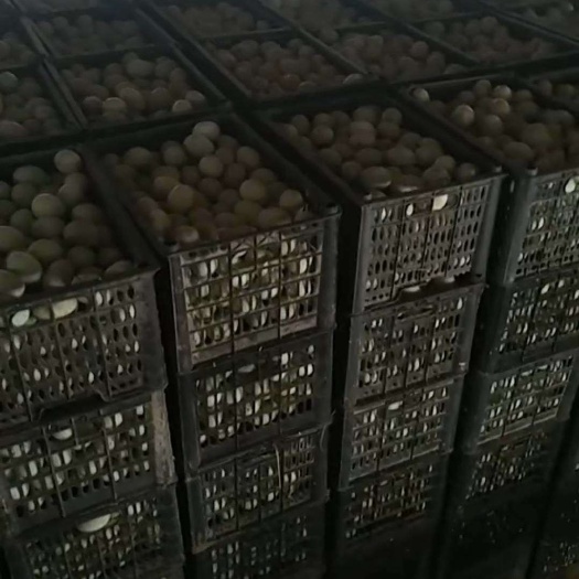 开封 金定鸭蛋。有需要的大老板联系我。