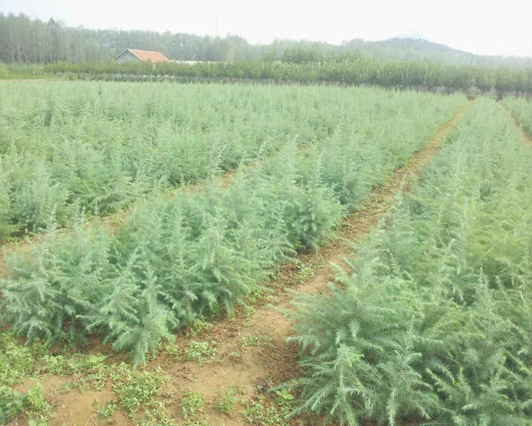 雪松苗黑松苗 黑松树苗白皮松苗 雪松树苗 雪松小苗行道绿