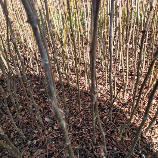 昭通九叶青花椒苗