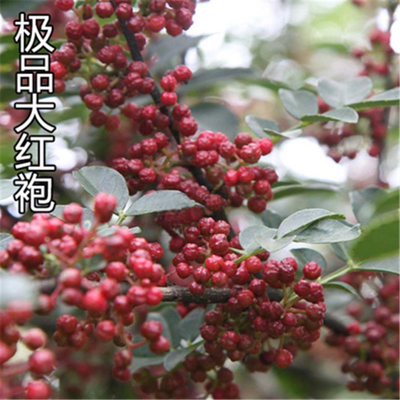 青花椒苗 花椒树苗大量有售