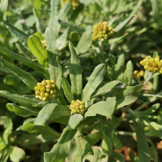 清明草 野地清明菜
