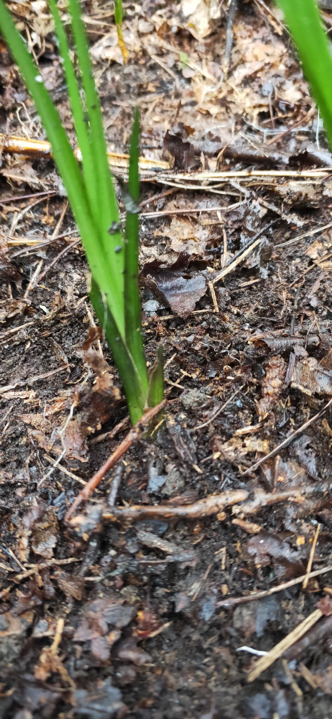 [下山兰批发] 下山兰花，花特别香价格2.5元\/棵 100棵