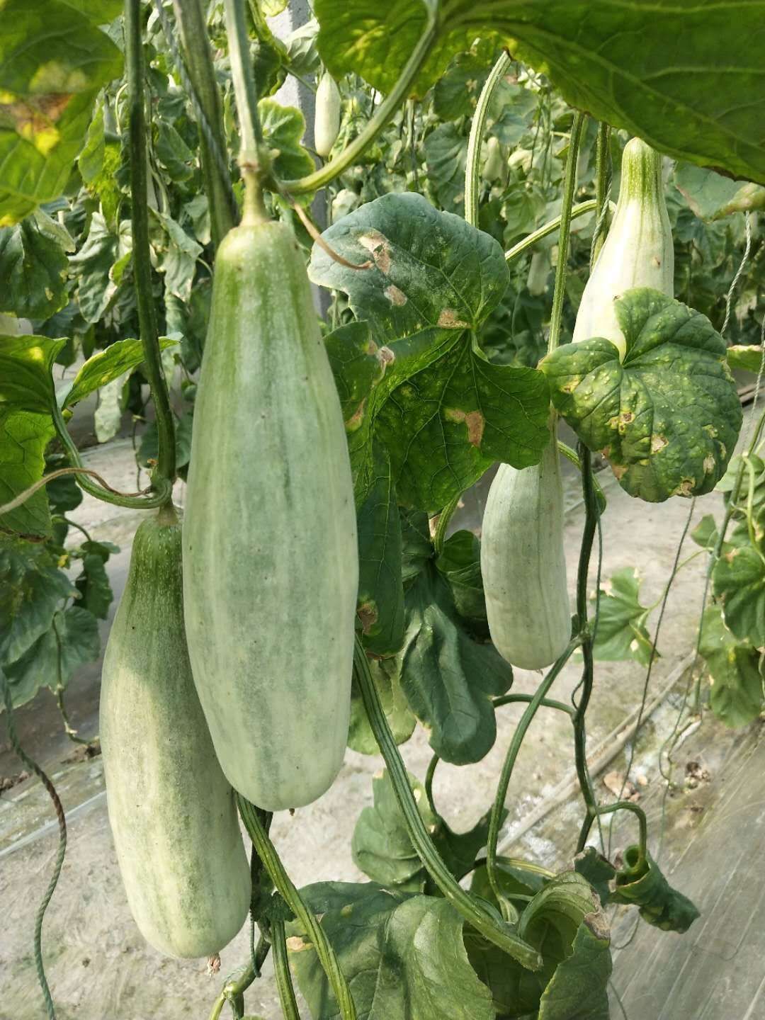 羊角蜜甜瓜 羊角蜜 博洋91大量上市