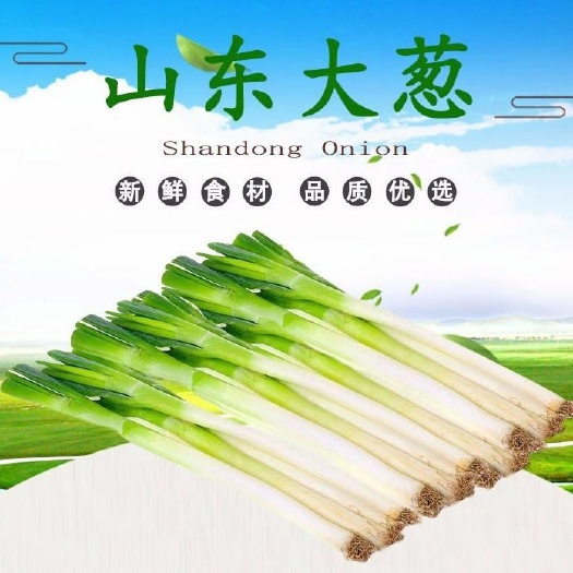 潮州山东安丘铁杆大葱 蘸酱自家种植 天然绿色10斤包邮