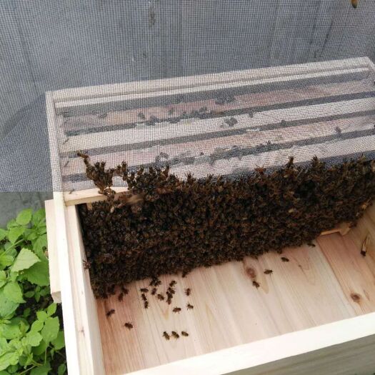 中华蜜蜂  成都新津大型中蜂养殖合作社供应蜂种中蜂种群出售中蜂中蜂出售