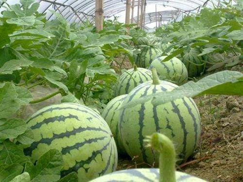 大荔县 大荔县和蒲城县两个县大棚京欣西瓜5月下旬大量上市火热预售中
