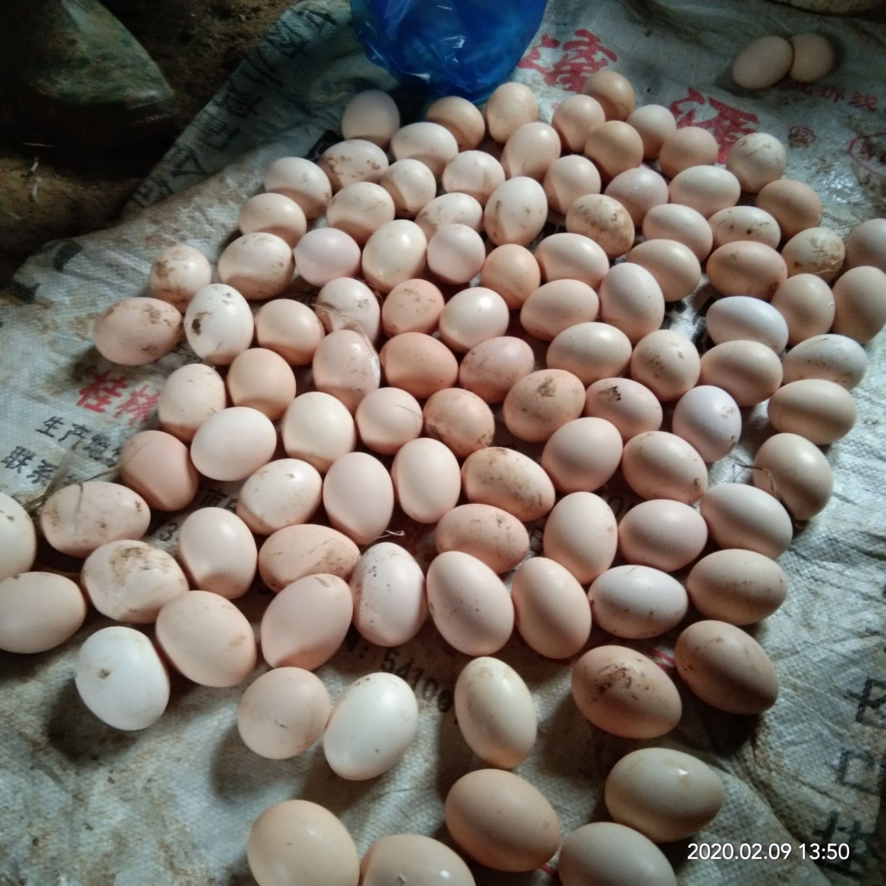  土鸡蛋