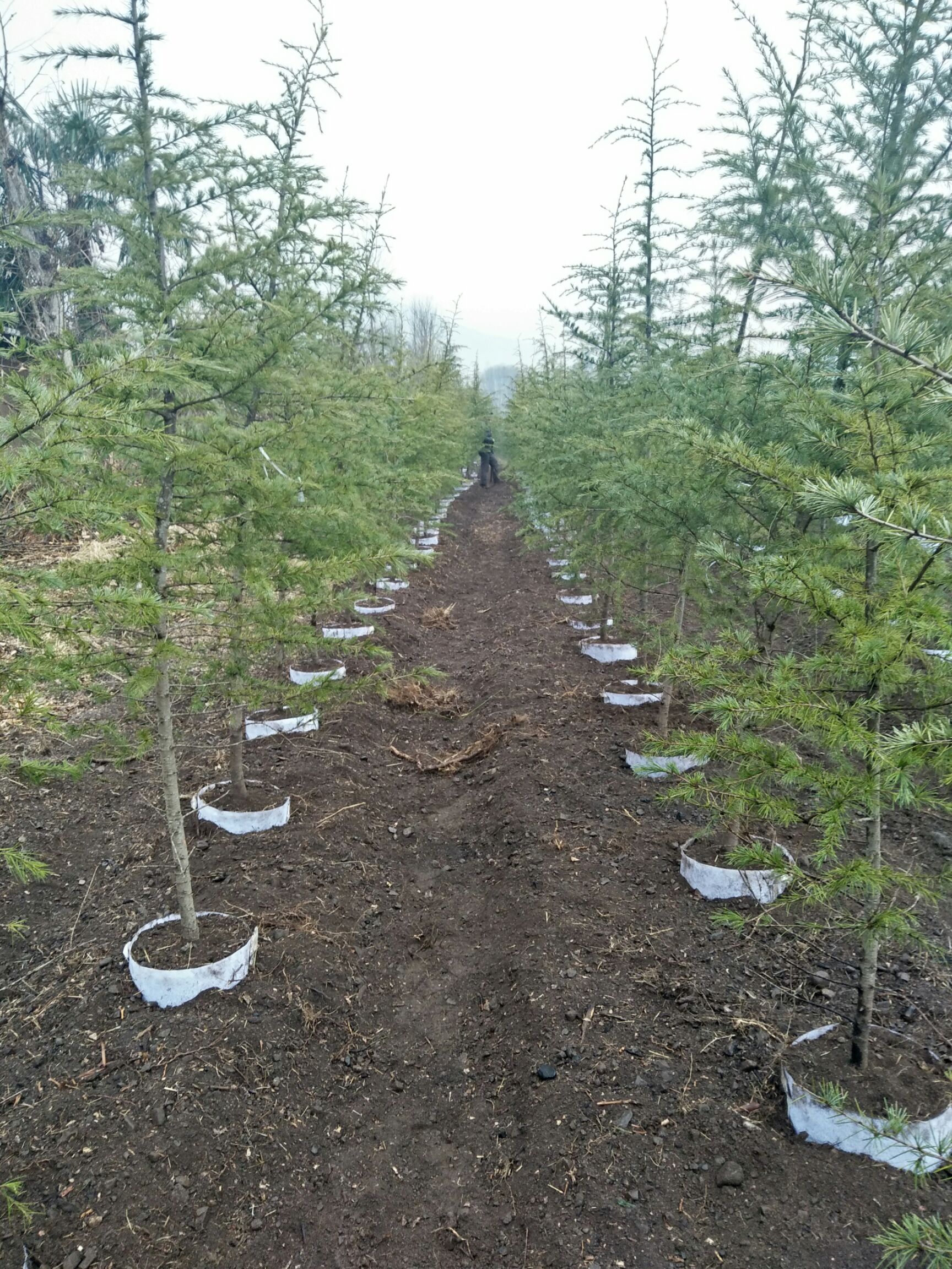 普通雪松  3米雪松树袋苗供应