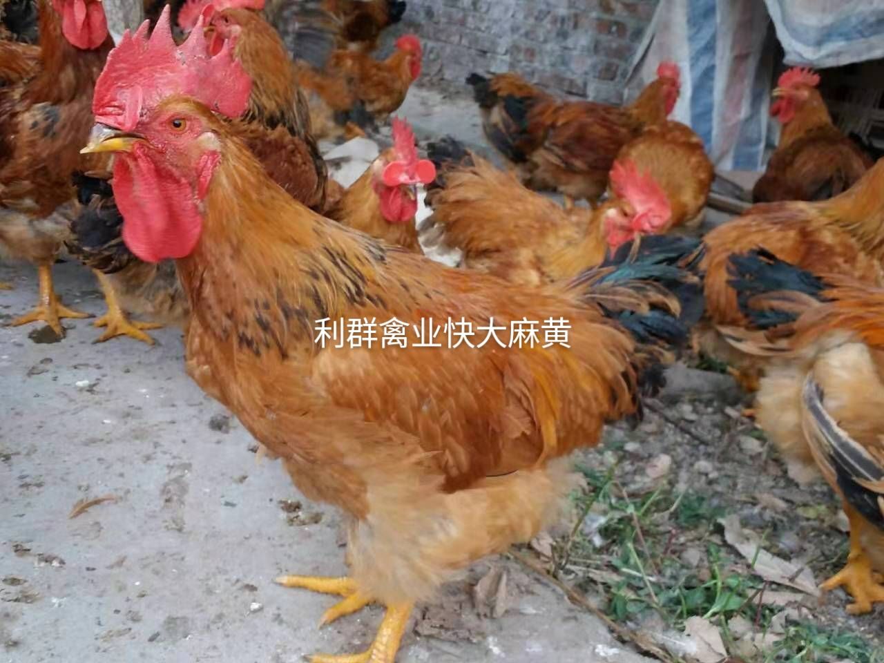 快**鸡 快大 麻 黄