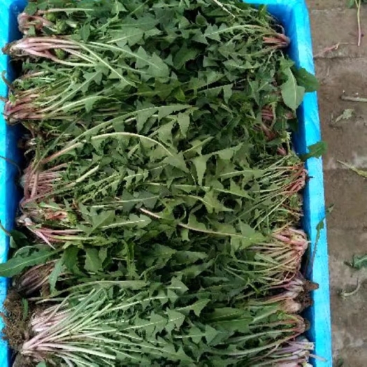 宿迁蒲公英种子 种籽四季婆婆丁春秋冬季野菜种孑药盆栽蔬菜青菜