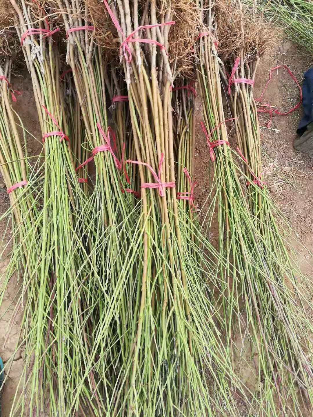 中油4号桃树苗  中油四号桃苗 辽南最火的一款油桃