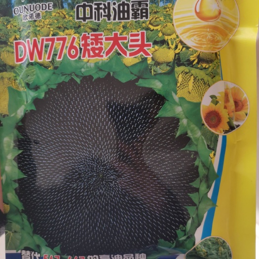 夏邑县向日葵种子  DW776矮大头油葵种子，早熟高产，油质好，耐