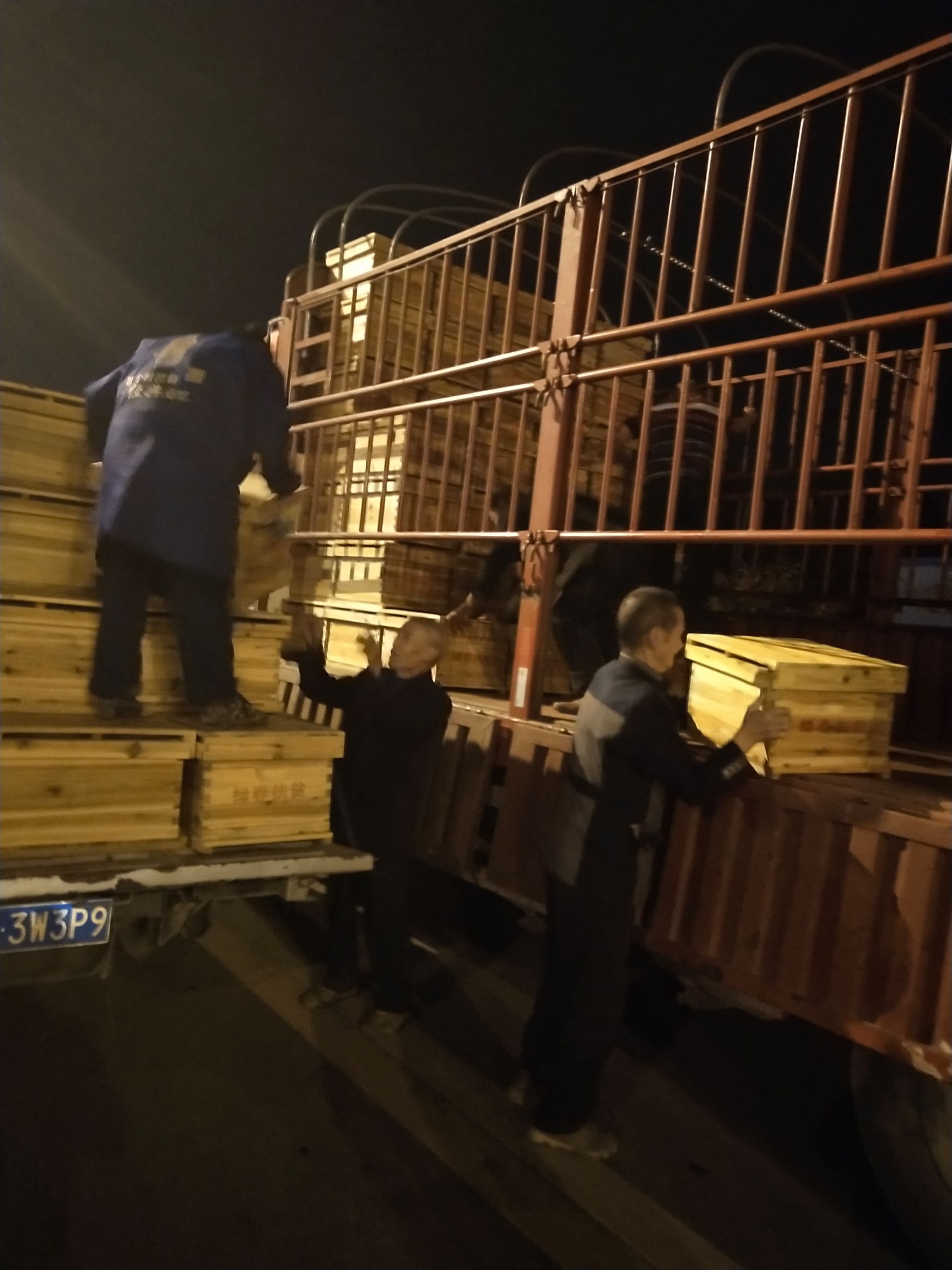 中华蜜蜂  蜜蜂  蜜蜂  阿坝中蜂蜜蜂土蜂