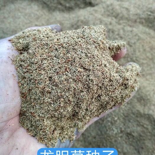 清原县龙胆草种子