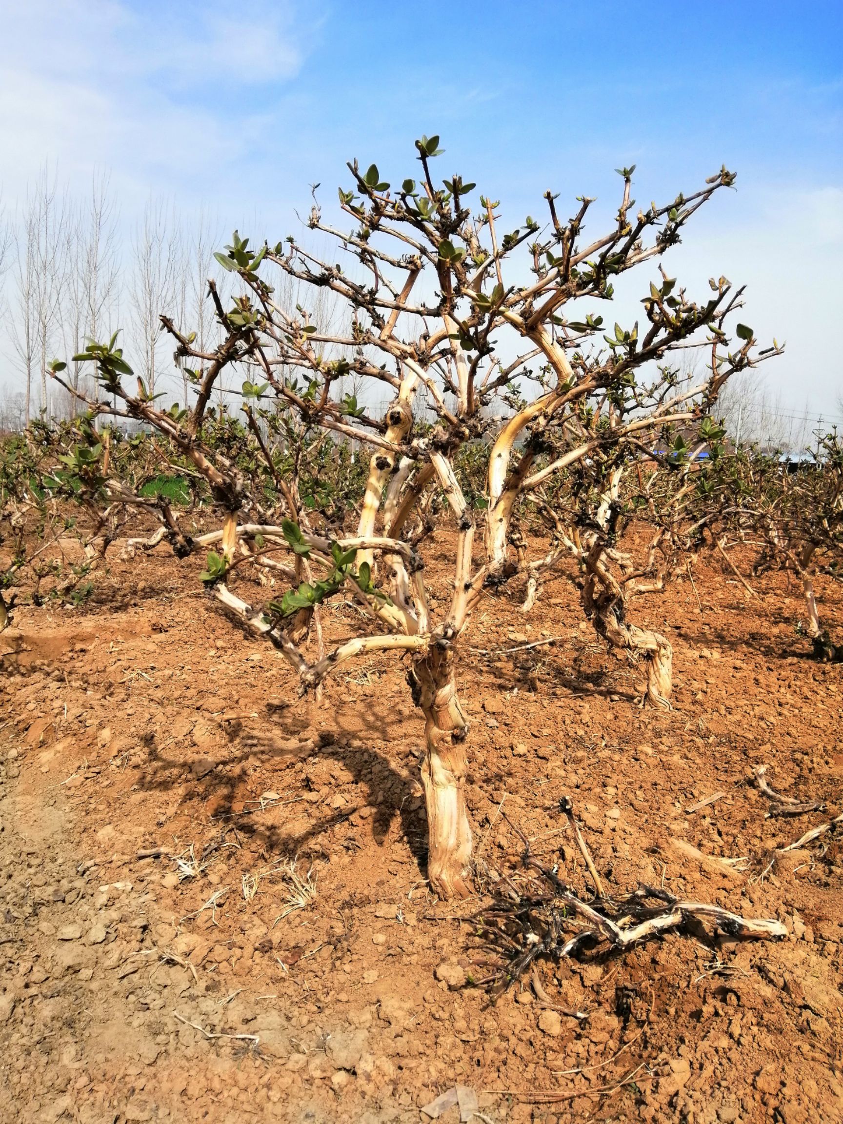 四季金银花苗   金银花苗河南封丘正宗树型四季花原产地直供