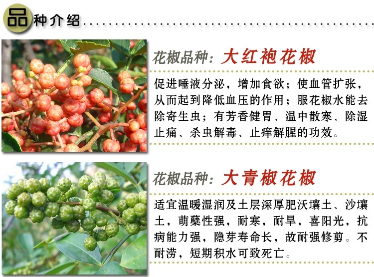 青花椒苗 花椒树苗大量有售