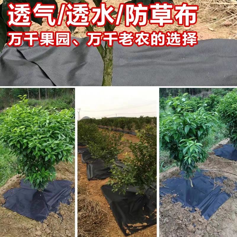 除草地膜 打孔防草布果树除草布园艺遮草布茶园药材专用抑草布支持定做