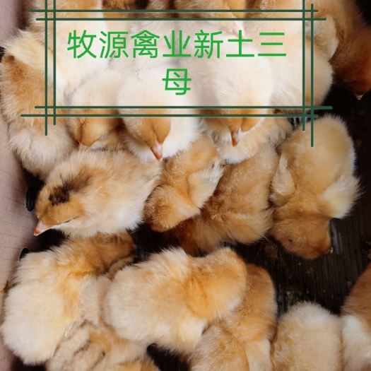 广州 快大新土三鸡苗
