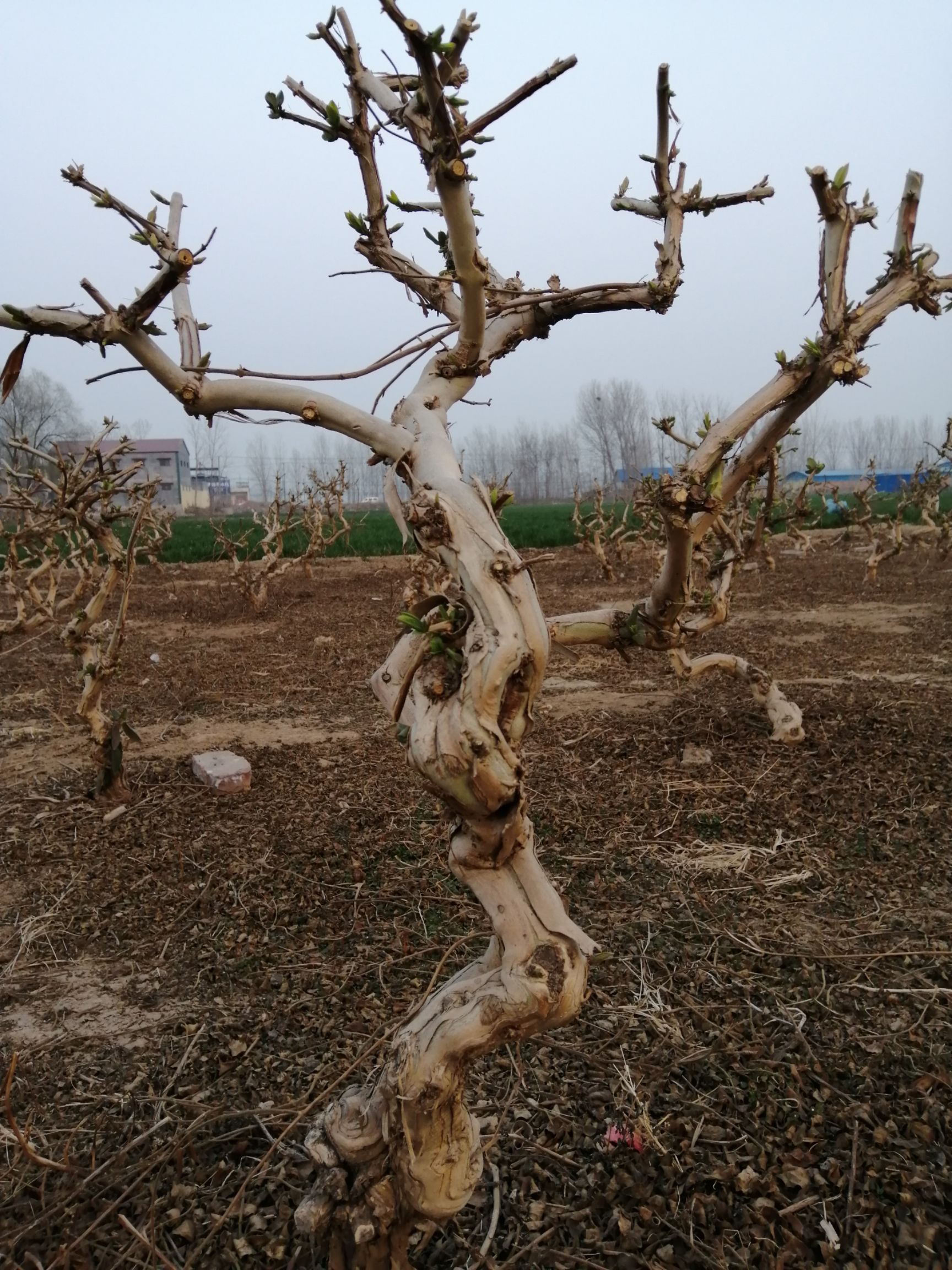 四季金银花苗   金银花苗河南封丘正宗树型四季花原产地直供