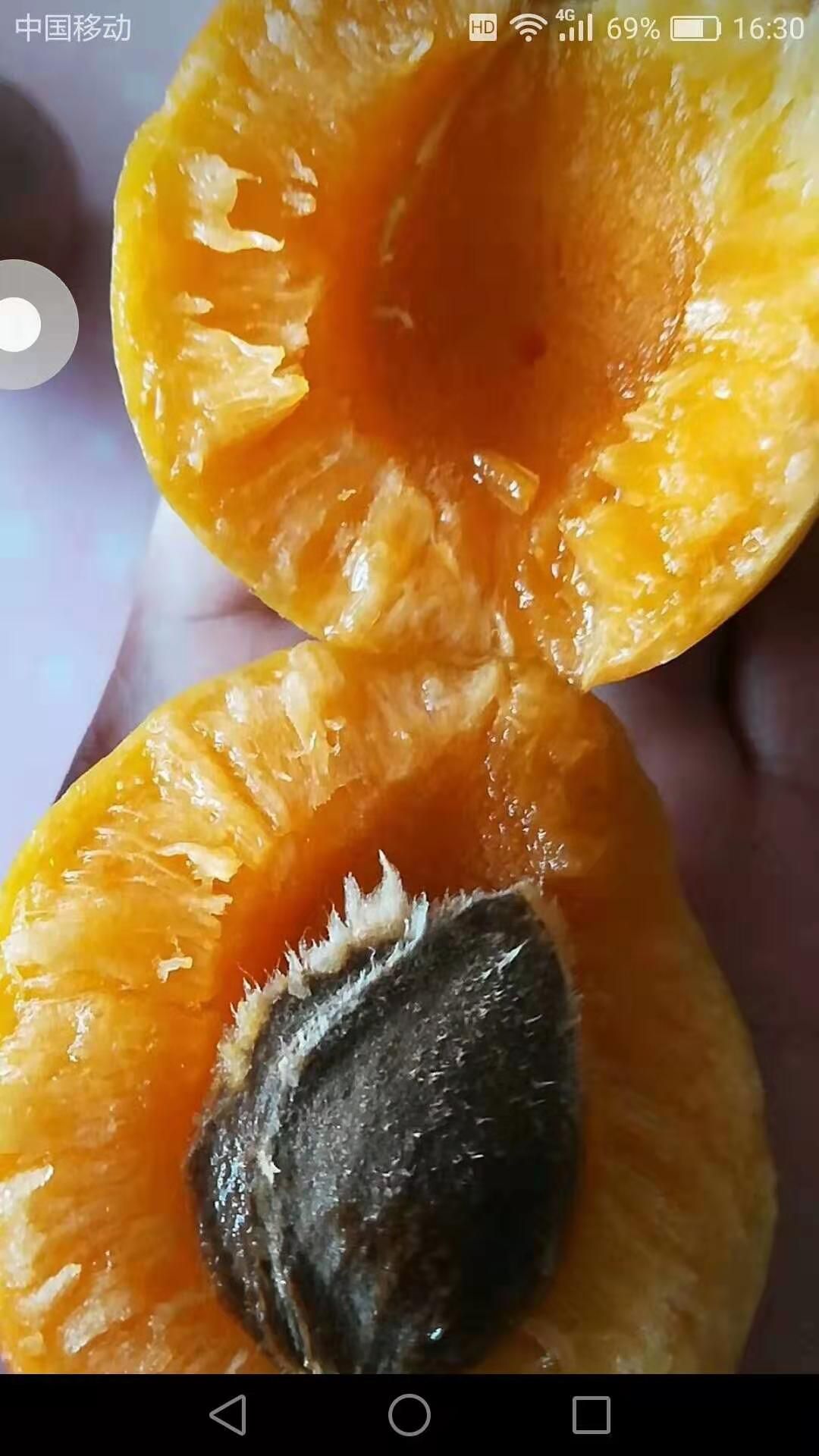 营口沙金红杏树苗 沙金红杏