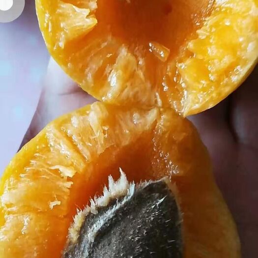 营口沙金红杏树苗 沙金红杏