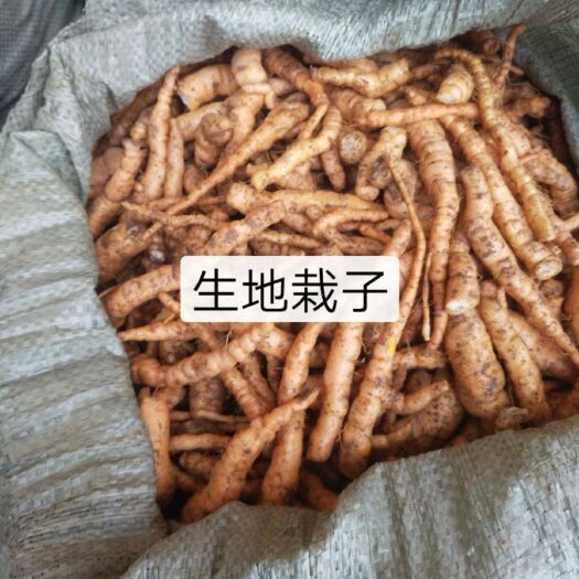 曲沃县地黄种苗 生地种子 生地籽