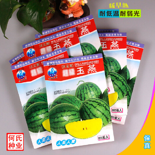 花皮黄瓤西瓜种子礼品瓜单瓜种5斤玉燕早熟抗病强易结果皮薄籽