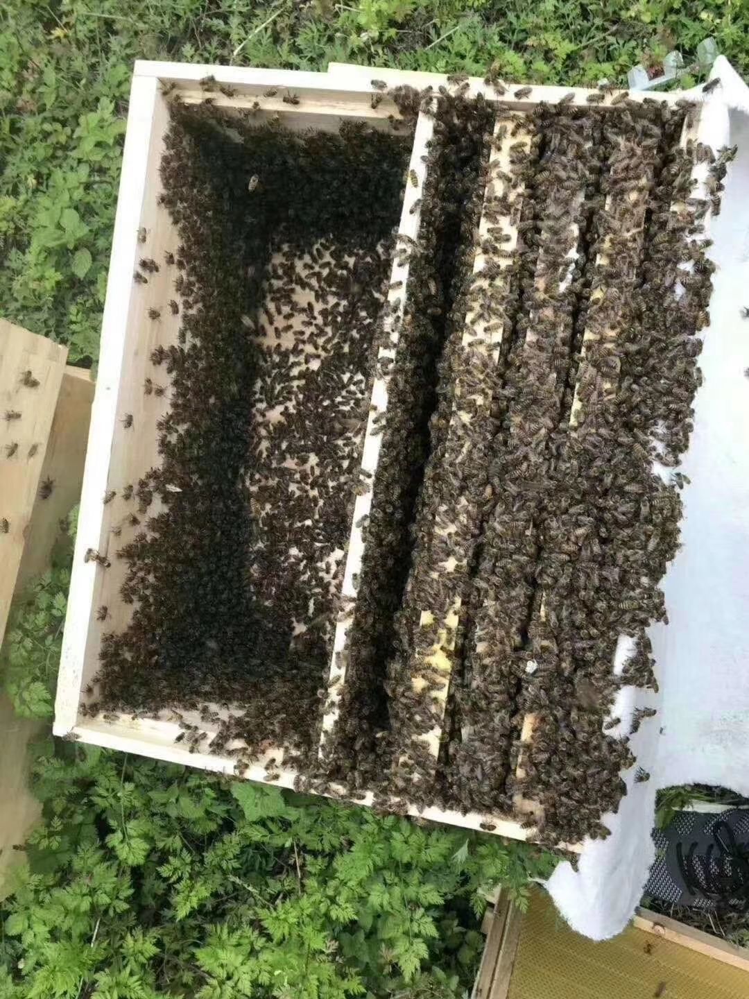 中华蜜蜂  蜜蜂  蜜蜂  阿坝中蜂蜜蜂土蜂