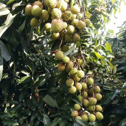 灵山县 无核荔枝苗