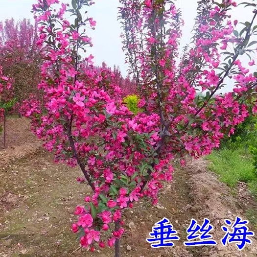 高杆海棠花树苗西府海棠垂丝海棠北美木瓜海棠绿化苗木庭院开花苗