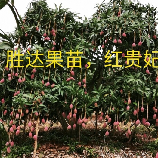 灵山县贵妃芒果苗 红贵妃芒果，果色粉红，肉质香甜，种植当年结果。