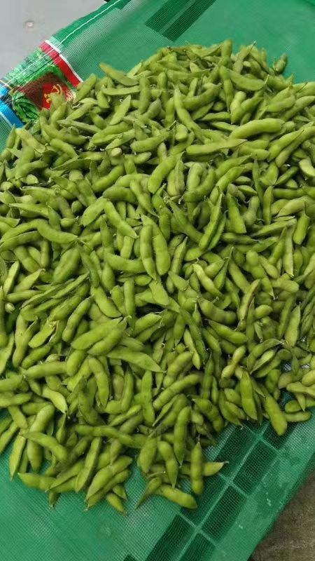 兰陵县 精品毛豆，颗粒饱满质量保证，可按个头分拣，专业运输分拣团队