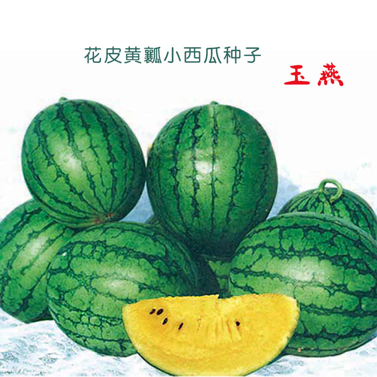花皮黄瓤西瓜种子礼品瓜单瓜种5斤玉燕早熟抗病强易结果皮薄籽