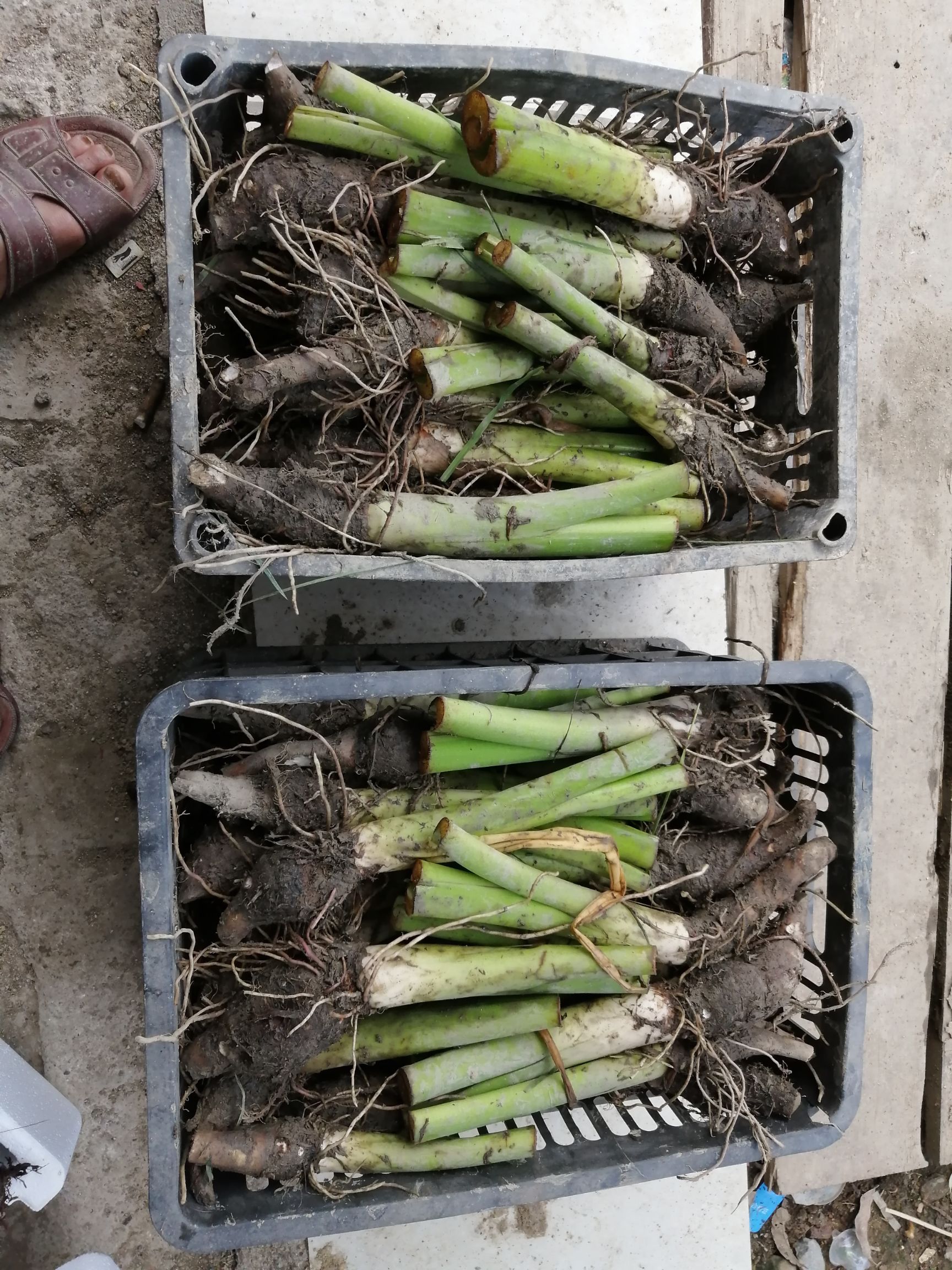 香芋仔，  香芋仔可种植，可煮着吃