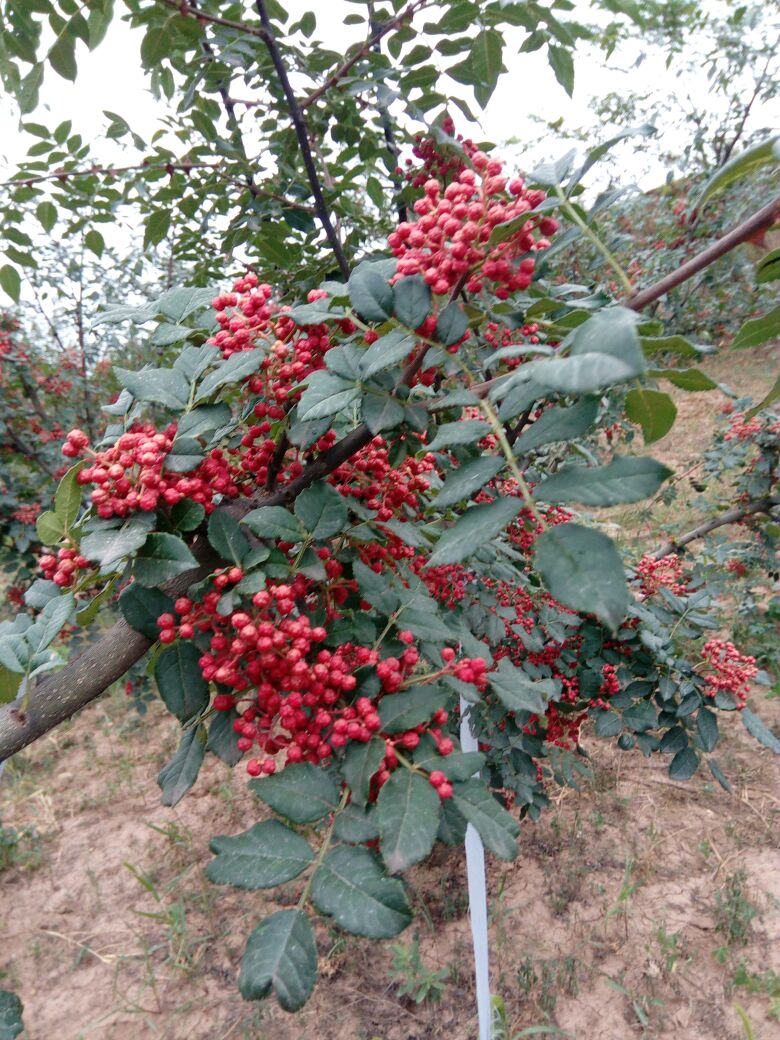 青花椒苗 花椒树苗大量有售