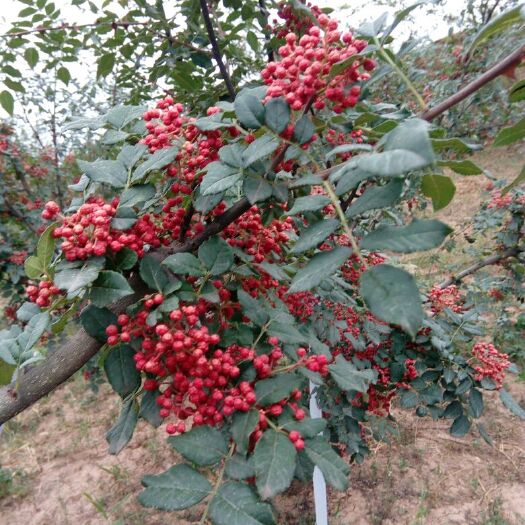青花椒苗 花椒树苗大量有售