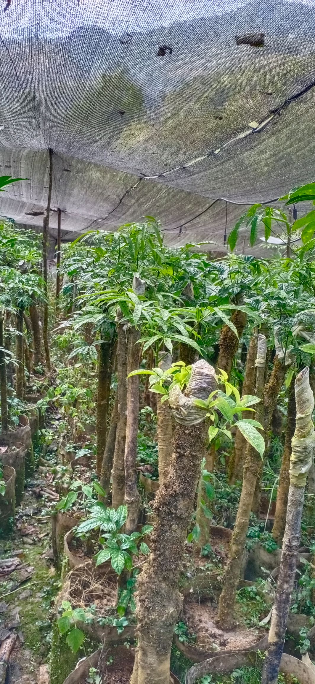 火镰菜(绿化经济一体)