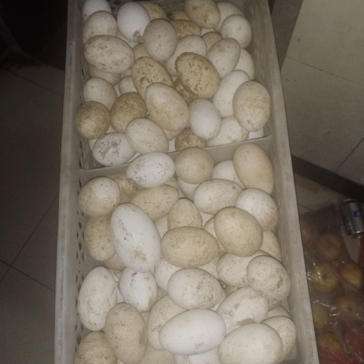 定州市大三花鹅蛋 食用 散装