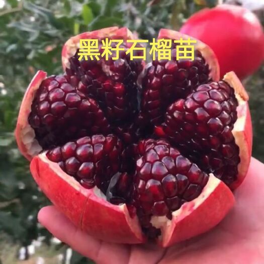 平邑县 黑籽石榴树苗，耐寒耐旱，包成活，保湿发货，现挖现发
