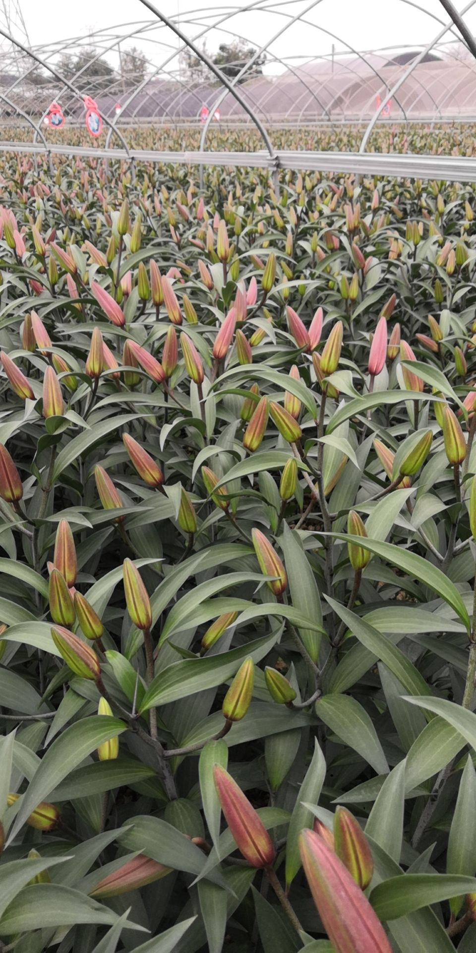 百合花  香水百合鲜花  广州花农直供多头罗宾红百合黄天霸木门皇帝