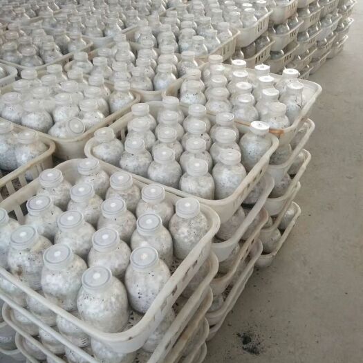 金乡县蘑菇 供应黑皮鸡枞菌母种，原种。质量好，产量高。