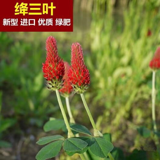 沭阳县三叶草种子 果园绿肥种子 地中海三叶草 绛三叶 果园 花卉蜜源鸡鸭牛羊鱼