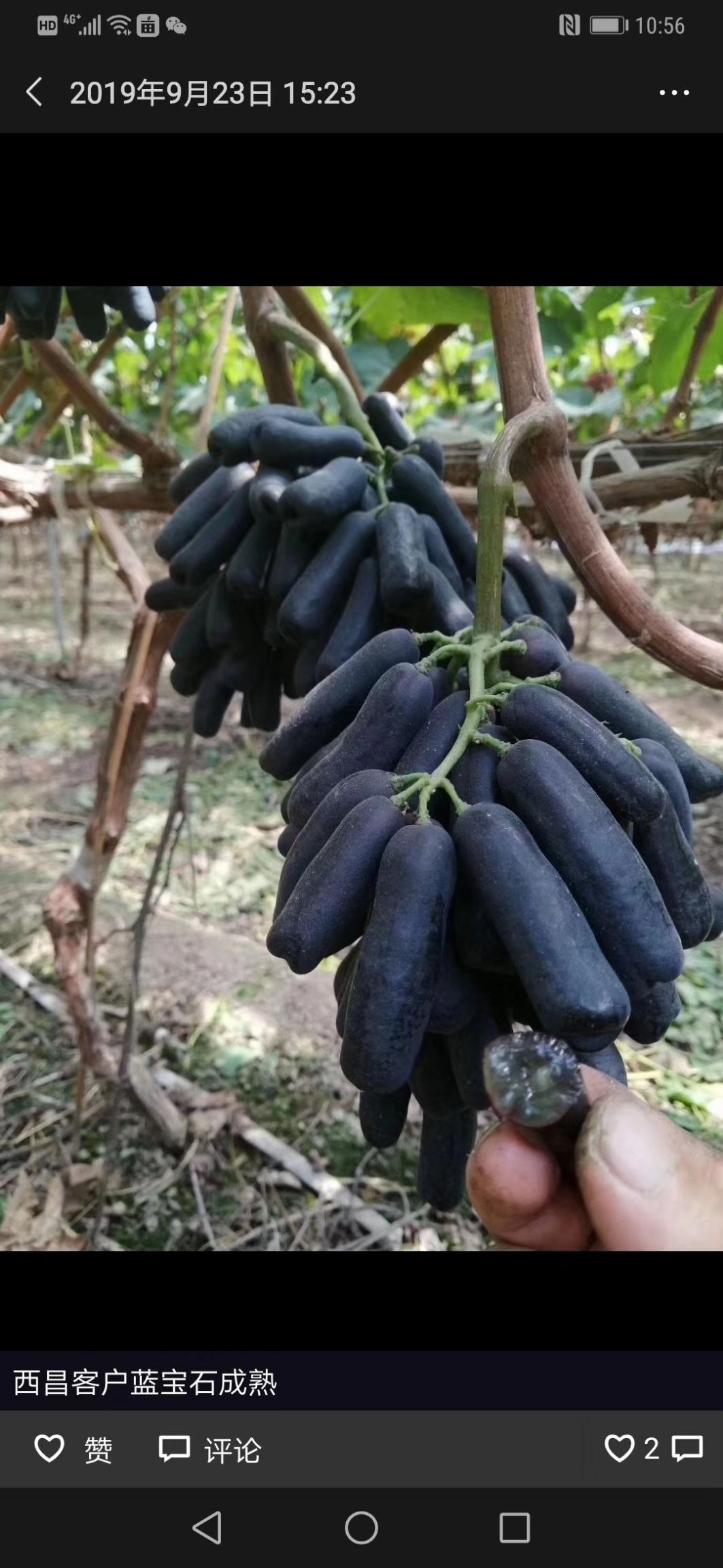 潜江甜蜜蓝宝石葡萄(精品果)