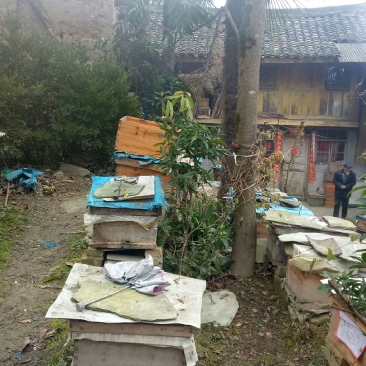 优质中蜂出售