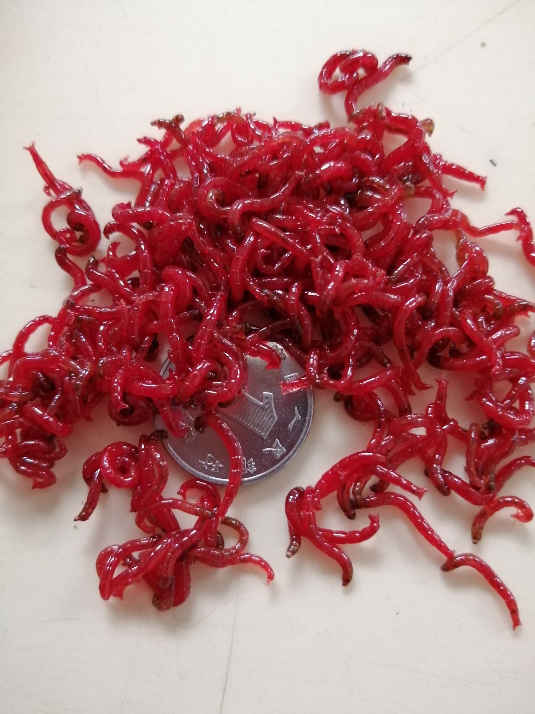 红虫，自己养殖的，鲜活红虫，活力好，大黑头，质量挑战全国
