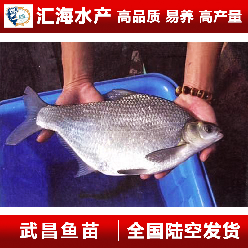 广州汇海水产渔场直供 武昌鱼苗 扁鱼苗 武昌扁鱼苗