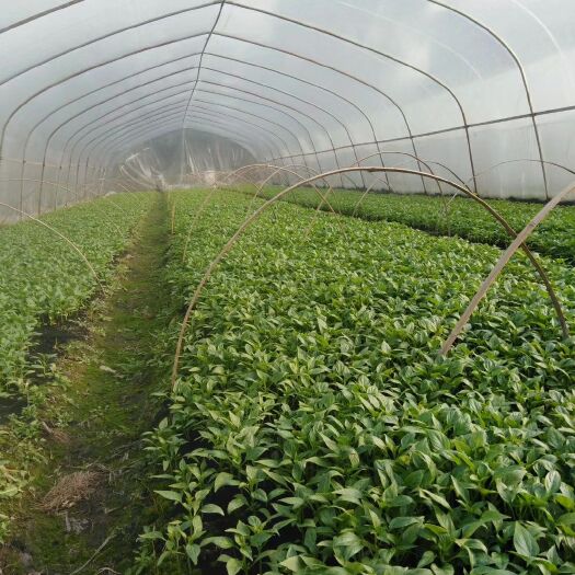 醴陵市线椒苗，牛角椒苗，茄苗热售中！