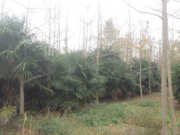 沭阳县 棕榈树常年批发供应价格优惠，基地大量销售